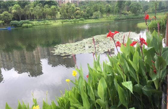 黑臭水体怎么处理？农村黑臭水体治理方案