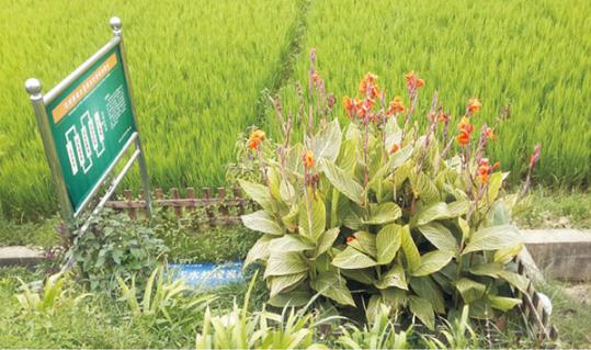 农村污水处理工程成“摆设”是怎么回事？